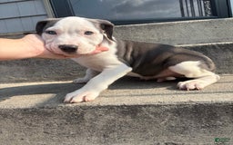 American Pit Bull Terrier dogs for sale: Blue - Image 2