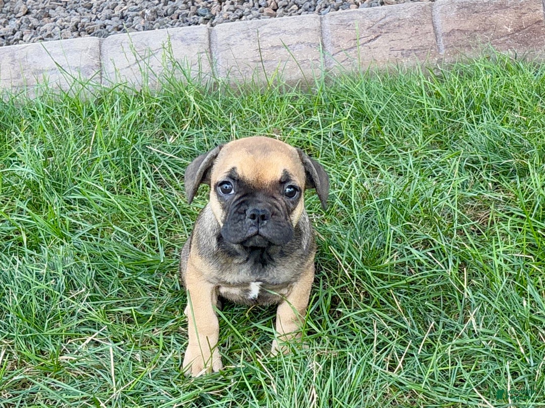 French Bulldog dogs for sale: Candice - Image 5