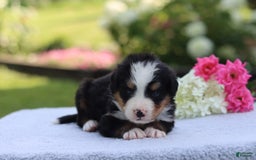 Bernese Mountain Dog dogs for sale: Porter AKC - Image 6