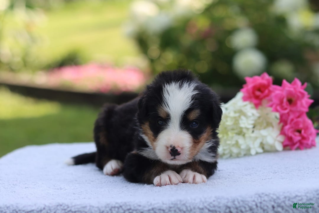 Bernese Mountain Dog dogs for sale: Porter AKC - Image 6