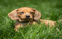 Miniature Dachshund dogs for sale: Celebrity - Image 3