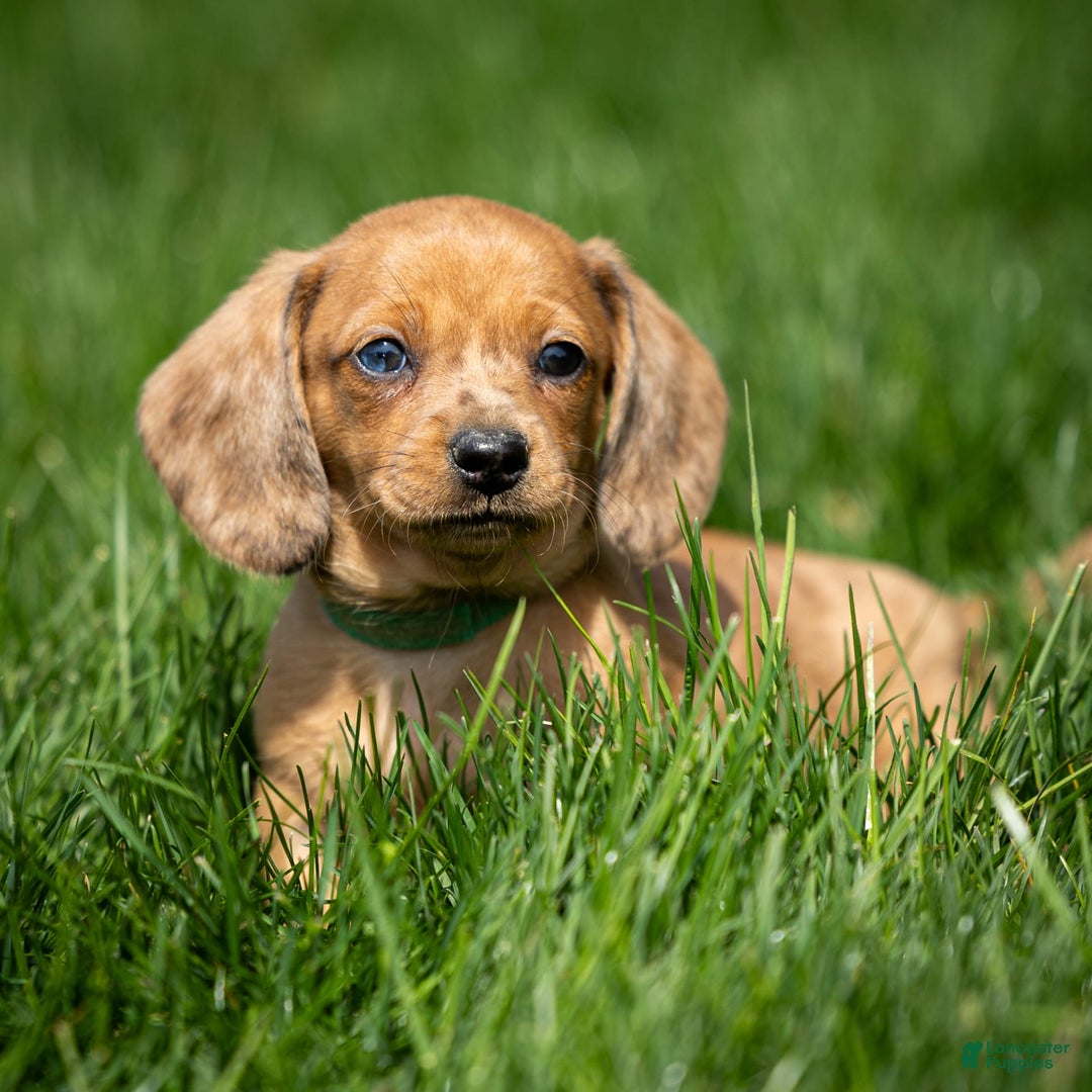 Miniature Dachshund dogs for sale: Celebrity - Image 3