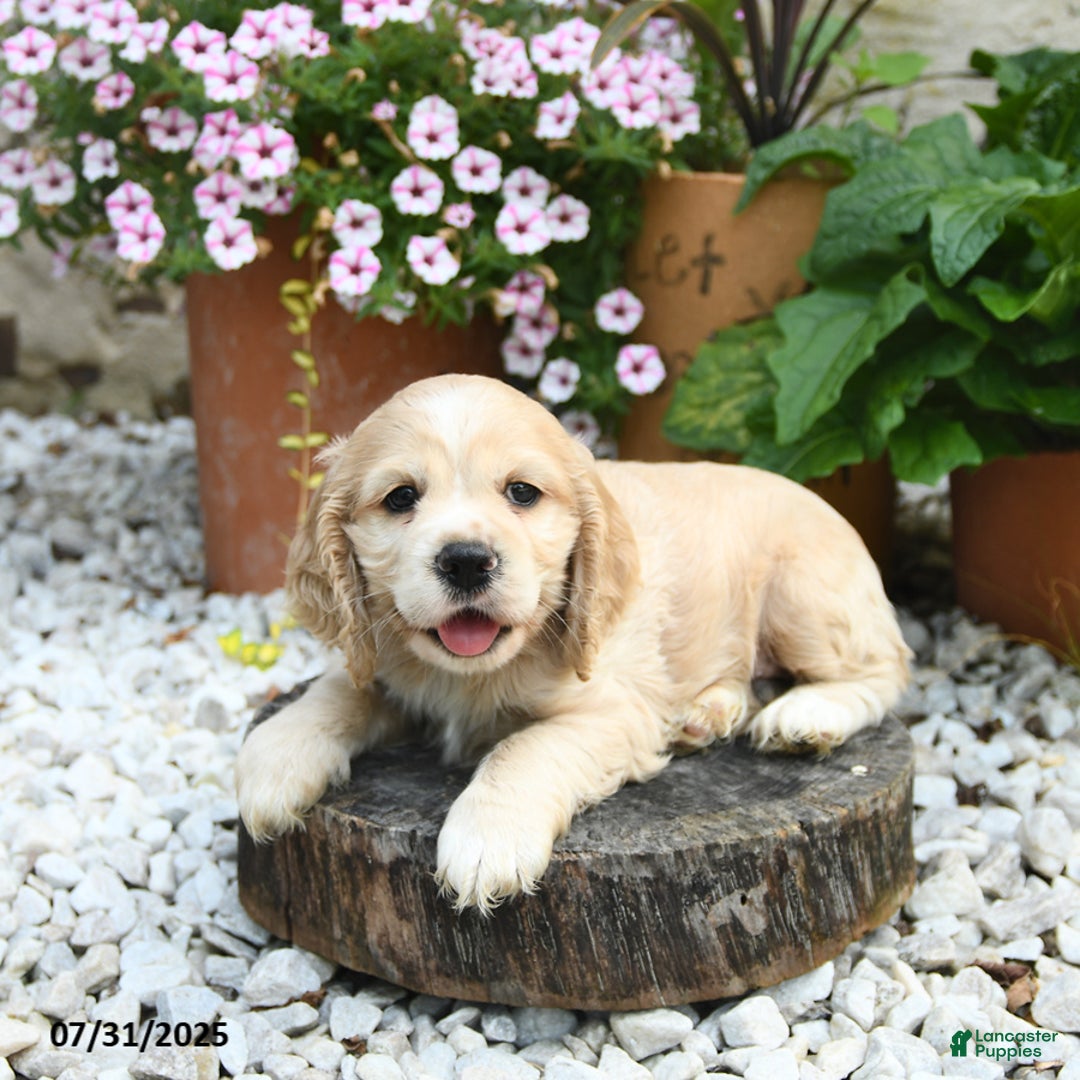 Cocker Spaniel dogs for sale: Captain - Image 2