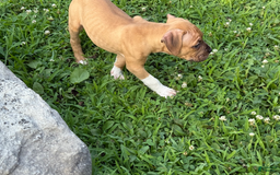 American Pit Bull Terrier dogs for sale: Spice - Image 16