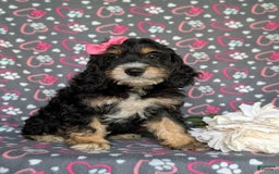 Cockapoo dogs for sale: Charmaine - Image 6