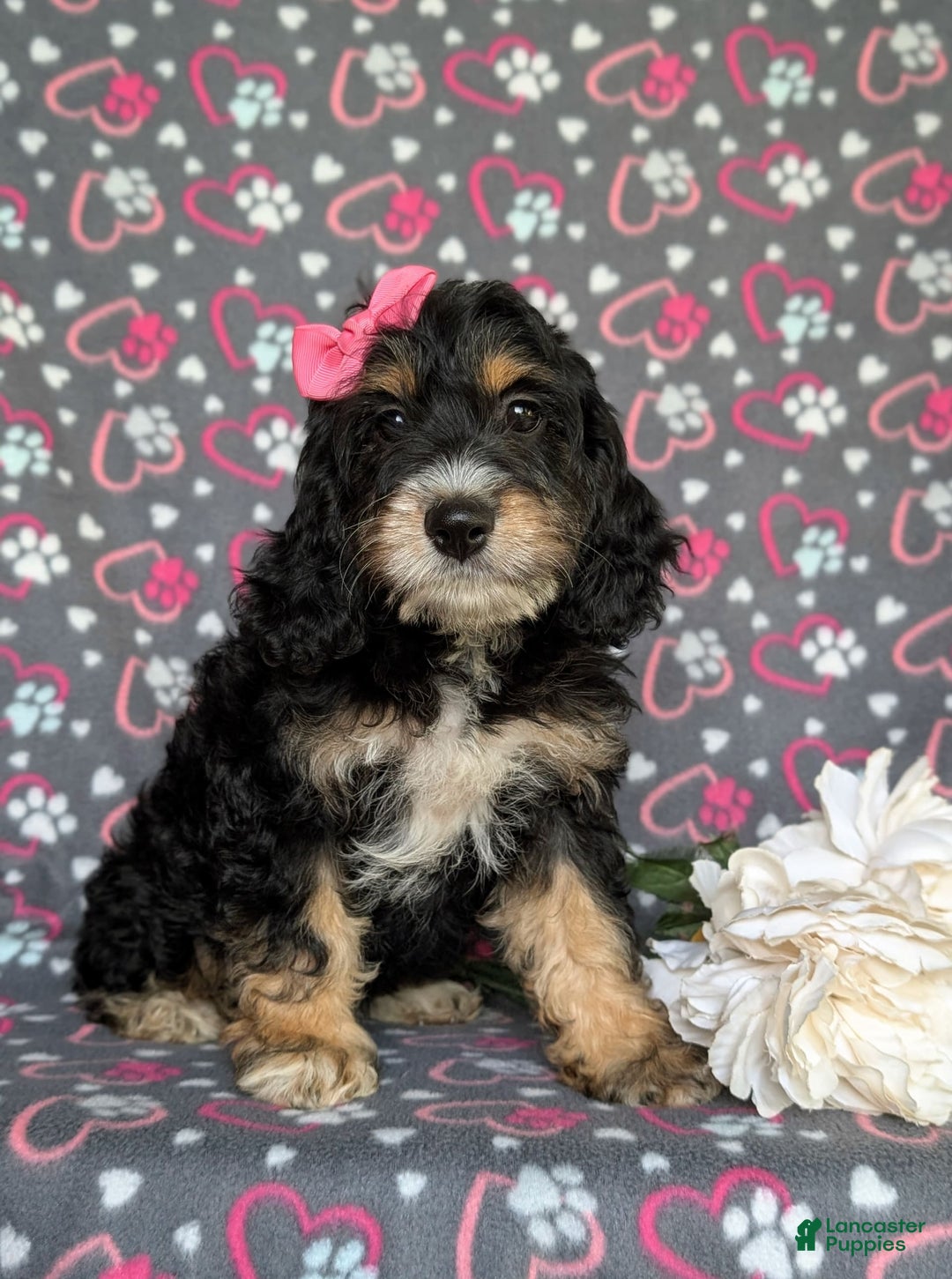 Cockapoo dogs for sale: Charmaine - Image 6