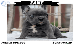 French Bulldog dogs for sale: Zane - Image 7