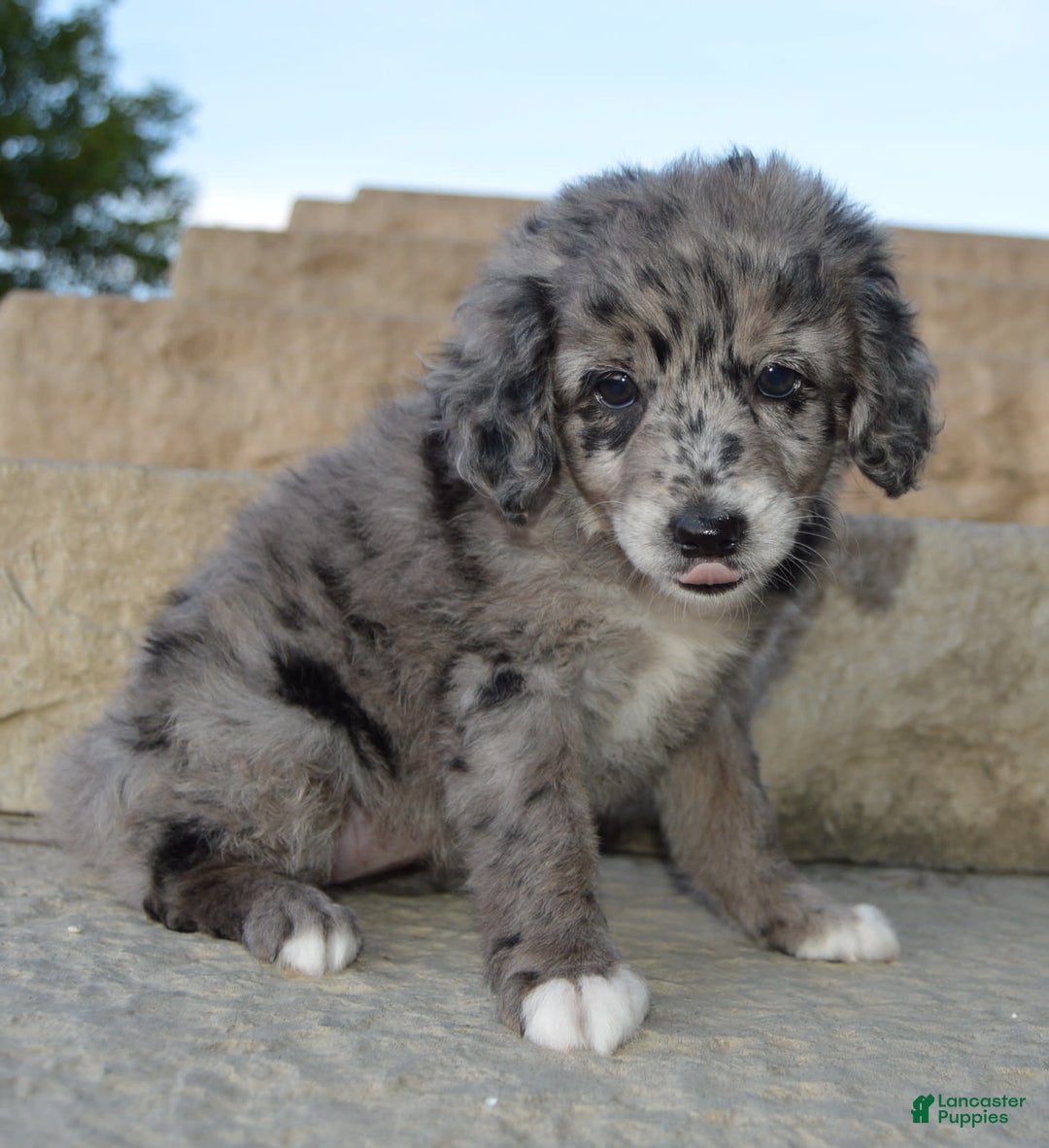 Mini Aussiedoodle dogs for sale: Mini Angel - Image 5