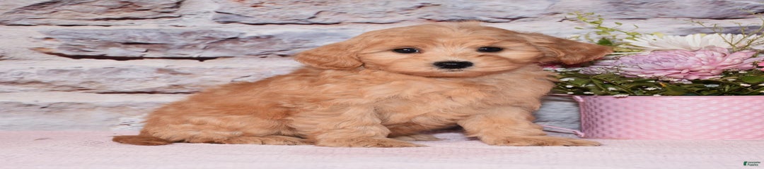 Archie