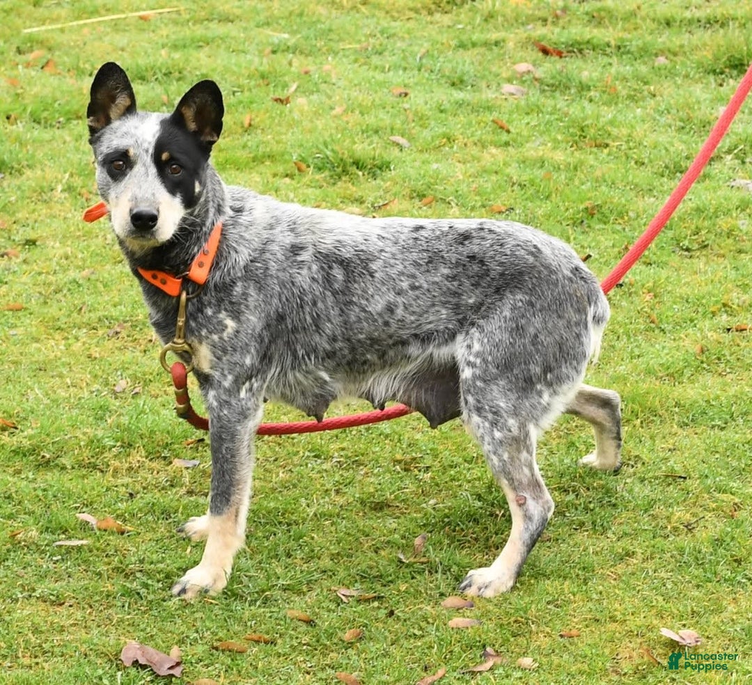 Australian Cattle Dog dogs for sale: Mike - Image 10