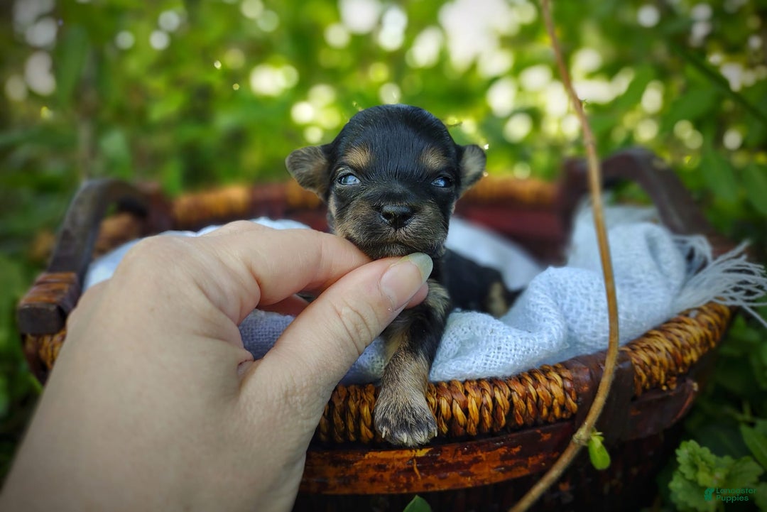 Morkie dogs for sale: "teacup" Cricket - Image 20