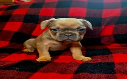 French Bulldog dogs for sale: Duke - Image 1