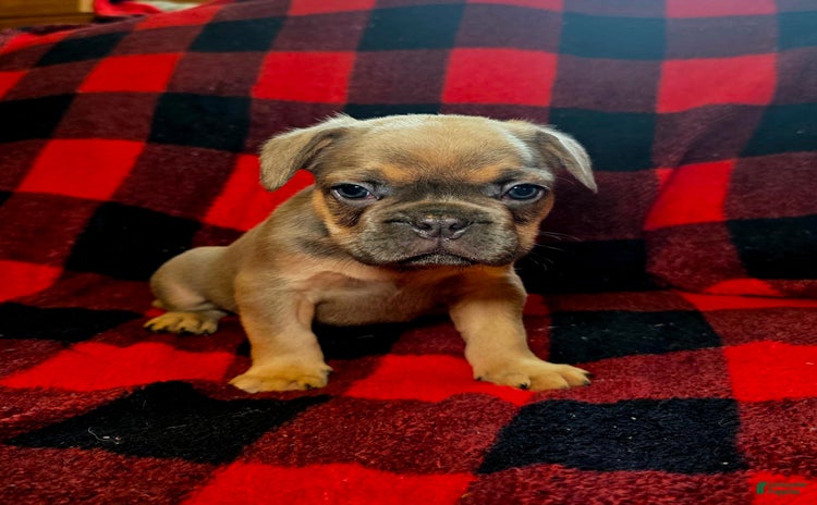 French Bulldog dogs for sale - Ad 1