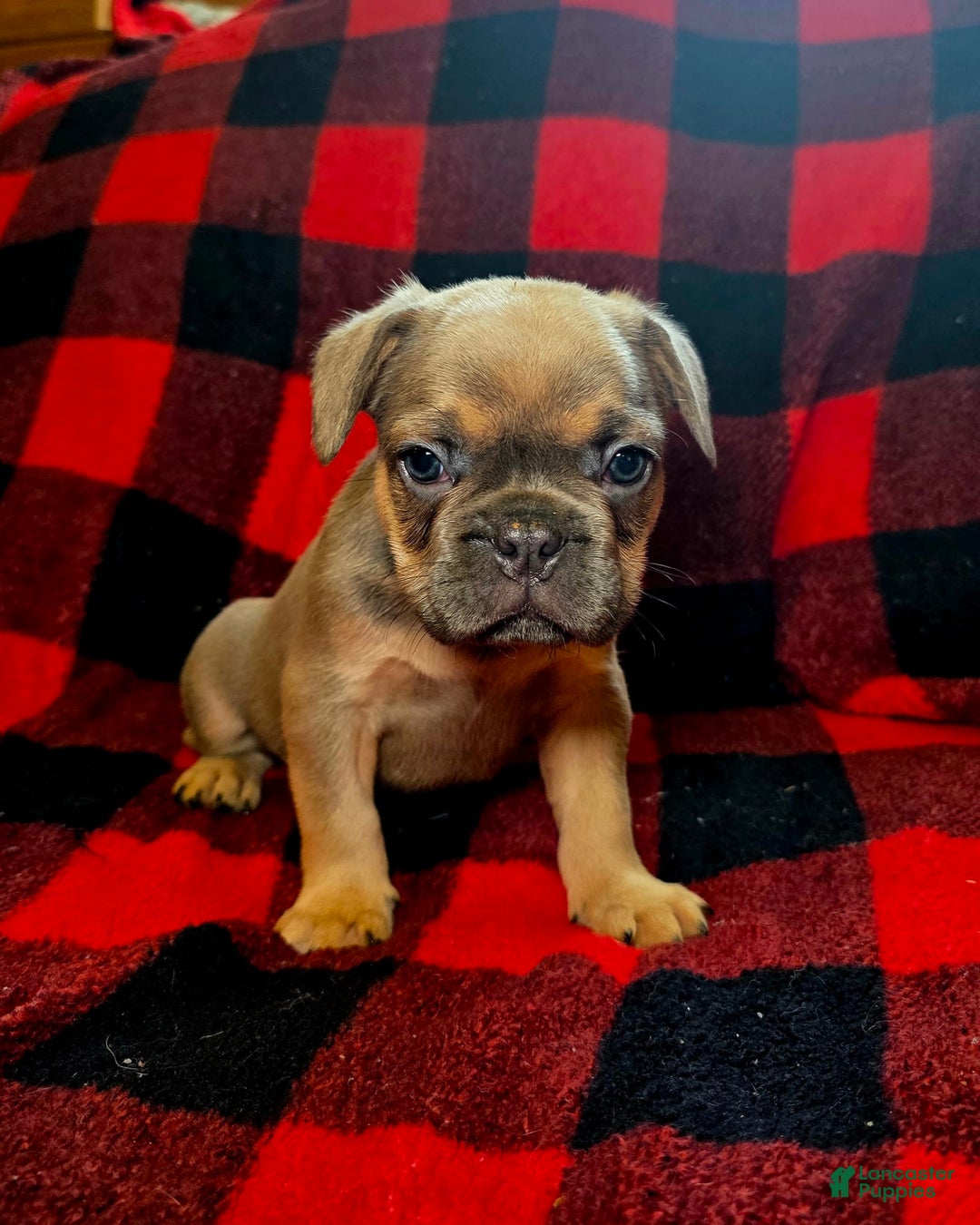 French Bulldog dogs for sale: Duke - Image 1