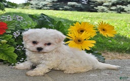Havanese dogs for sale: Oliver - Image 5