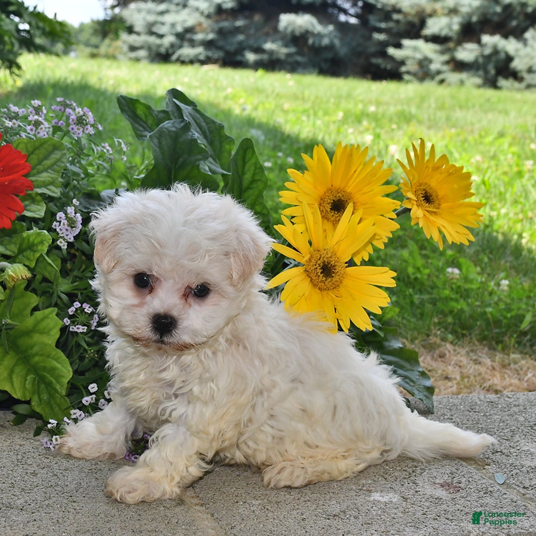 Havanese dogs for sale: Oliver - Image 5