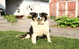 Border Collie dogs for sale: Shadow - Image 4
