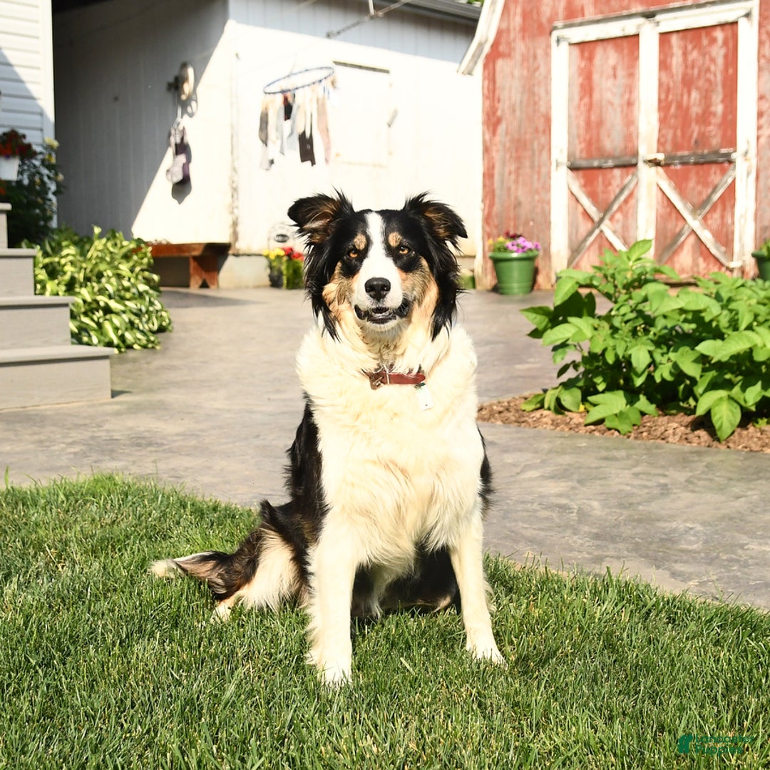 Border Collie dogs for sale: Shadow - Image 4