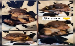 Catahoula Leopard Dog dogs for sale: Bronx - Image 6