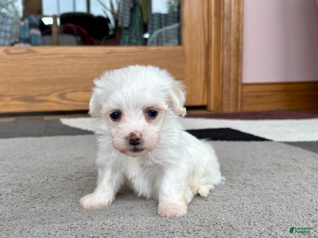 Coton De Tulear dogs for sale: TJ - Image 2