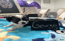 Yorkiepoo dogs for sale: George Jr - Image 1