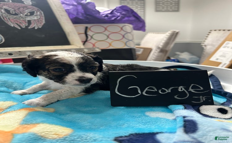 Yorkiepoo dogs for sale - Ad 1