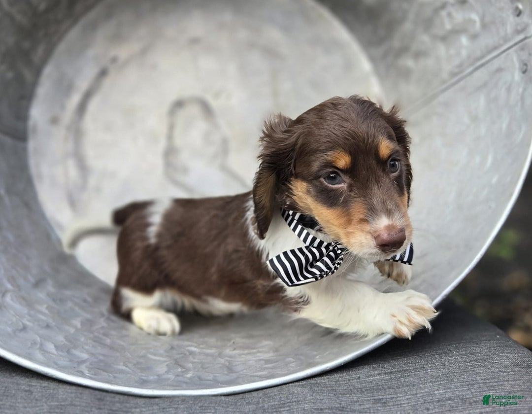 Miniature Dachshund dogs for sale: Tinker - Image 2