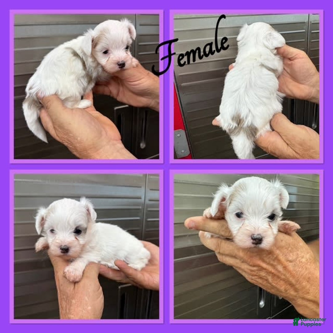 Morkie dogs for sale: Tilly - Image 1