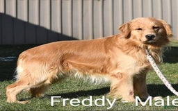 Golden Retriever dogs for sale: Hazel - Image 11