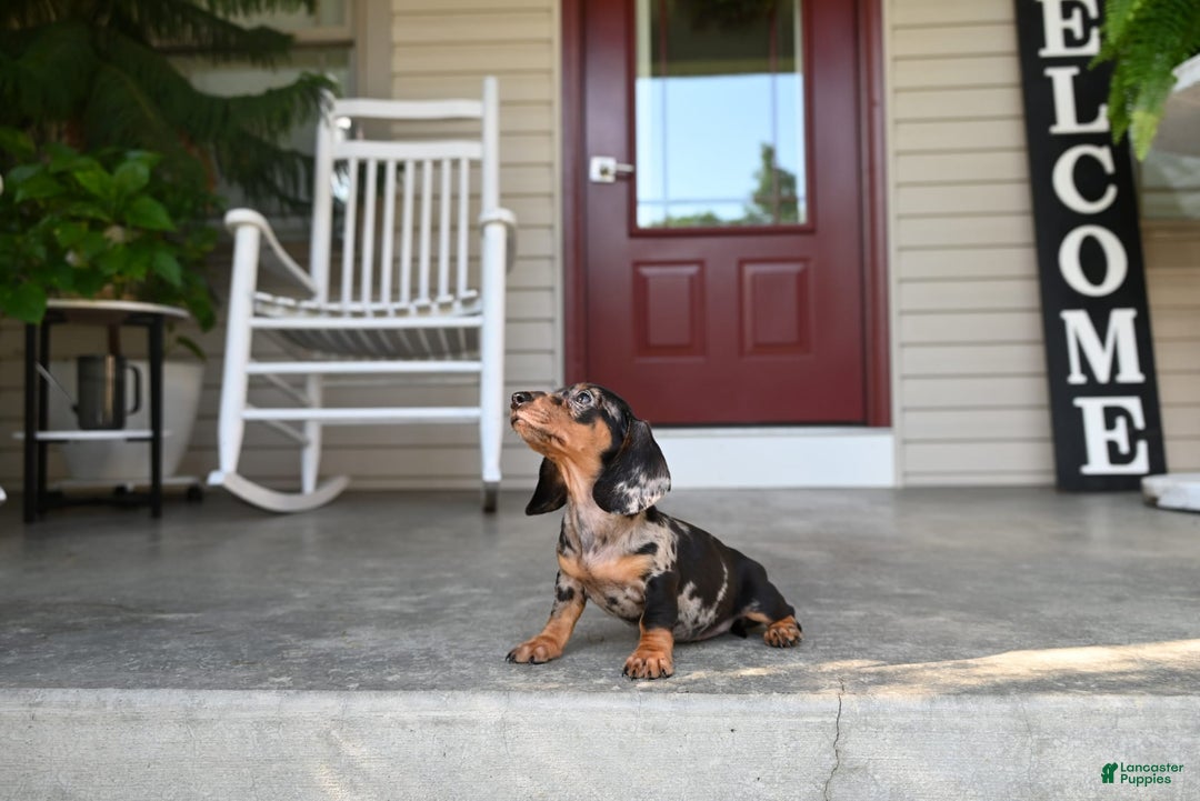 Miniature Dachshund dogs for sale: Shela - Image 5