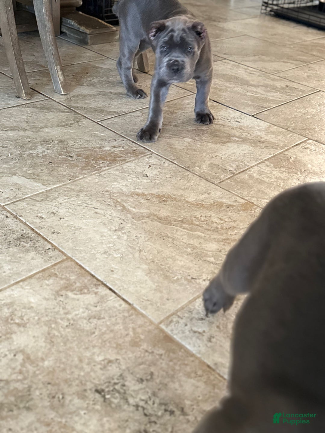 Cane Corso dogs for sale: Deebo - Image 1