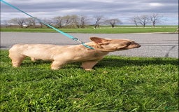 French Bulldog dogs for sale: Cassidy - Image 4