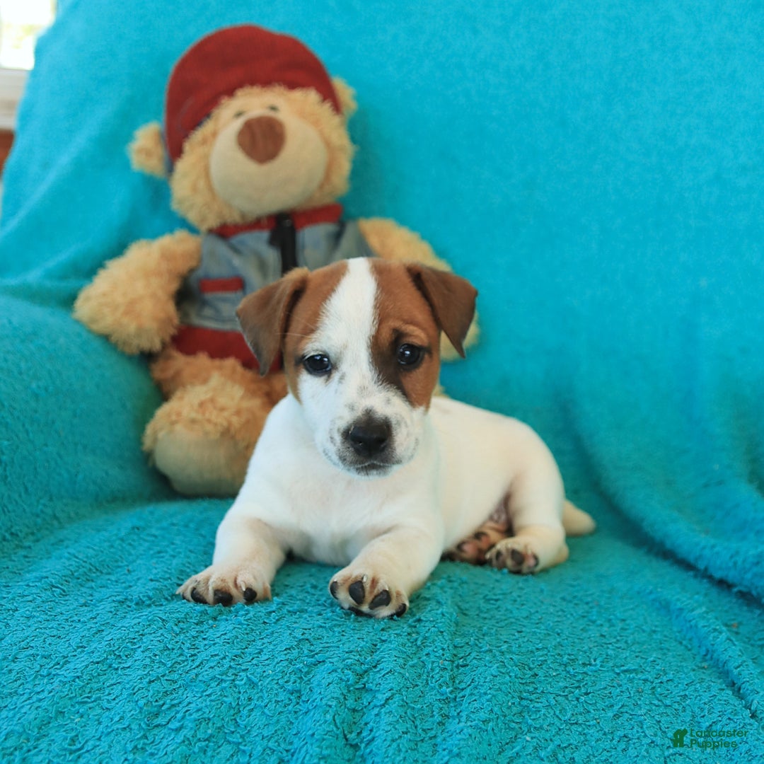 Jack Russell Terrier dogs for sale: Joey - Image 2