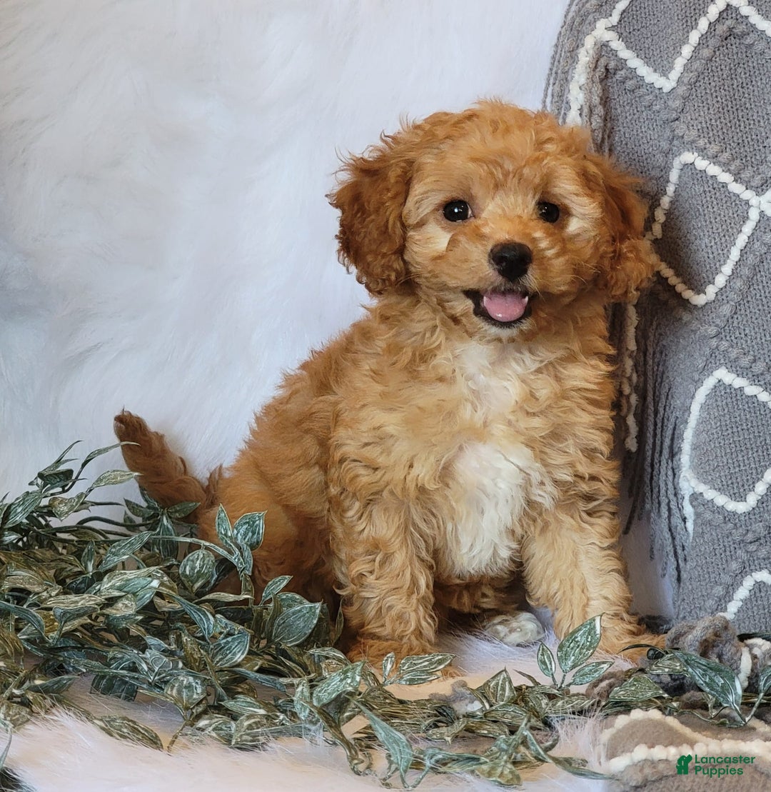 Cockapoo dogs for sale: Sara - Image 2