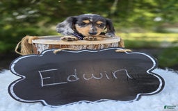 Miniature Dachshund dogs for sale: Edwin - Image 2