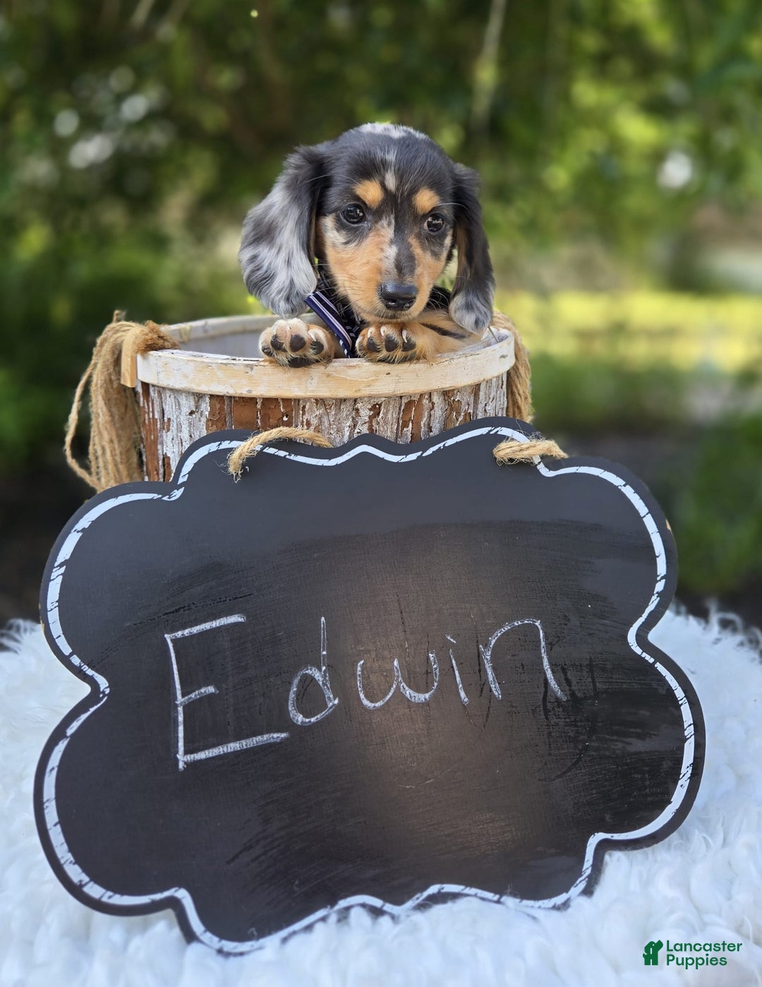 Miniature Dachshund dogs for sale: Edwin - Image 2