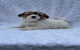 Shih Tzu dogs for sale: Oliver - Image 1