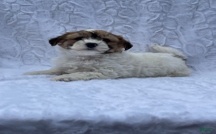 Shih Tzu dogs for sale - Ad 2