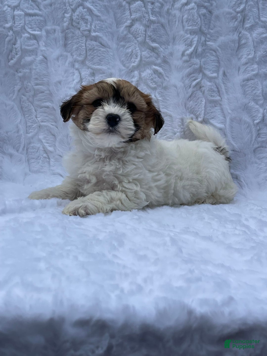 Shih Tzu dogs for sale: Oliver - Image 1