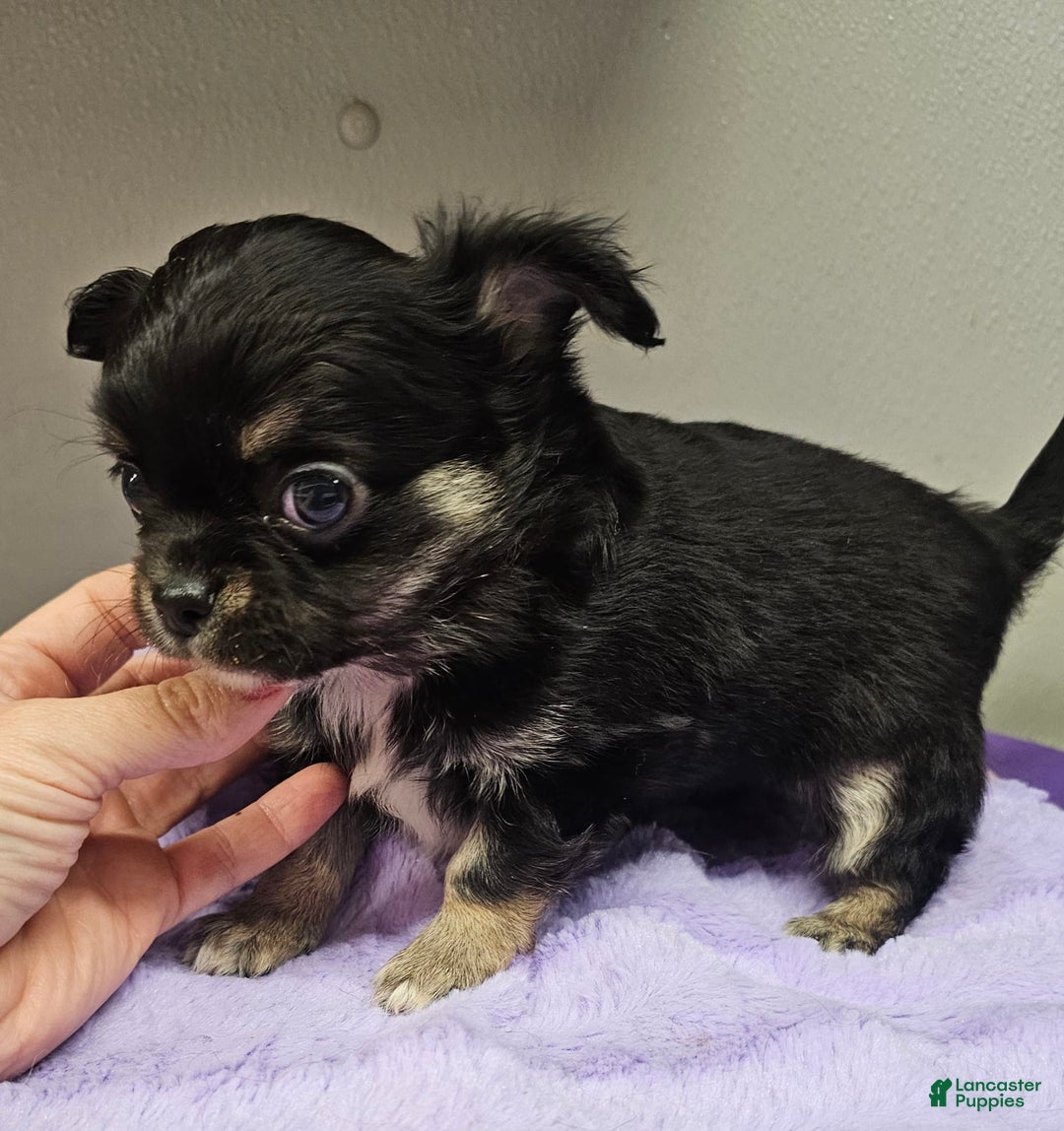 Chihuahua dogs for sale: Mason - Image 2