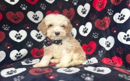 Cockapoo dogs for sale: Rowdy - Image 8
