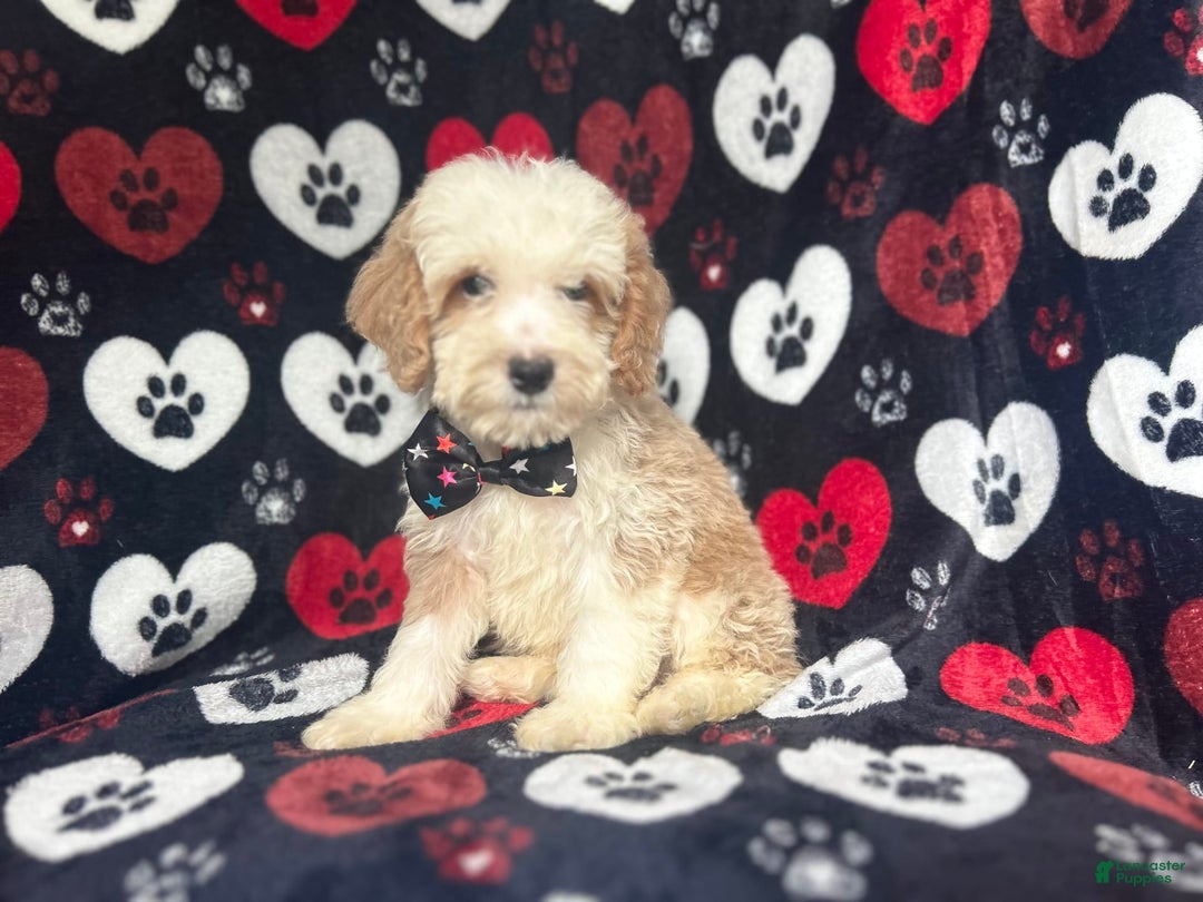 Cockapoo dogs for sale: Rowdy - Image 8