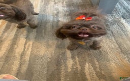 Shih Tzu dogs for sale: Karlton - Image 24