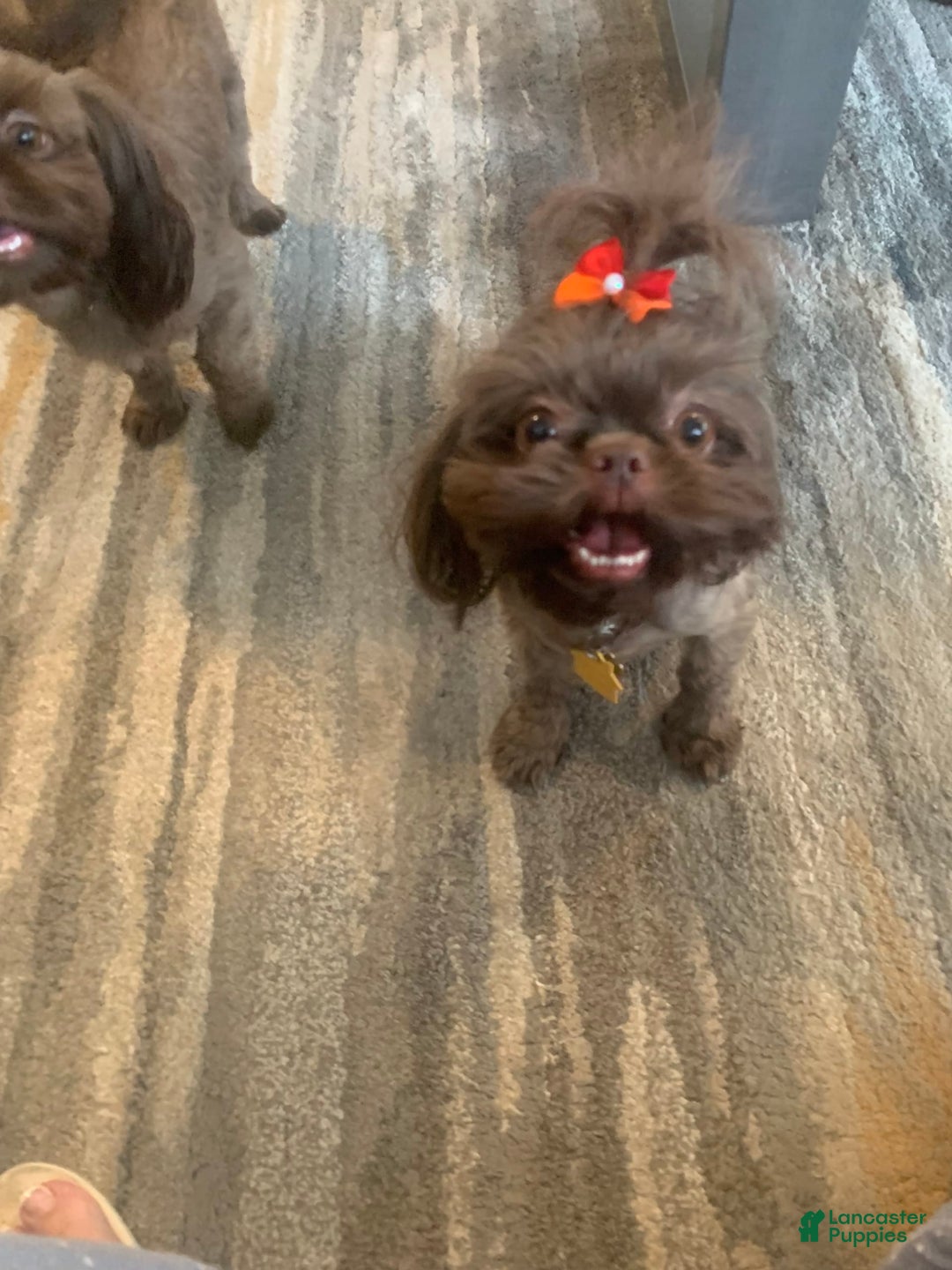 Shih Tzu dogs for sale: Karlton - Image 24