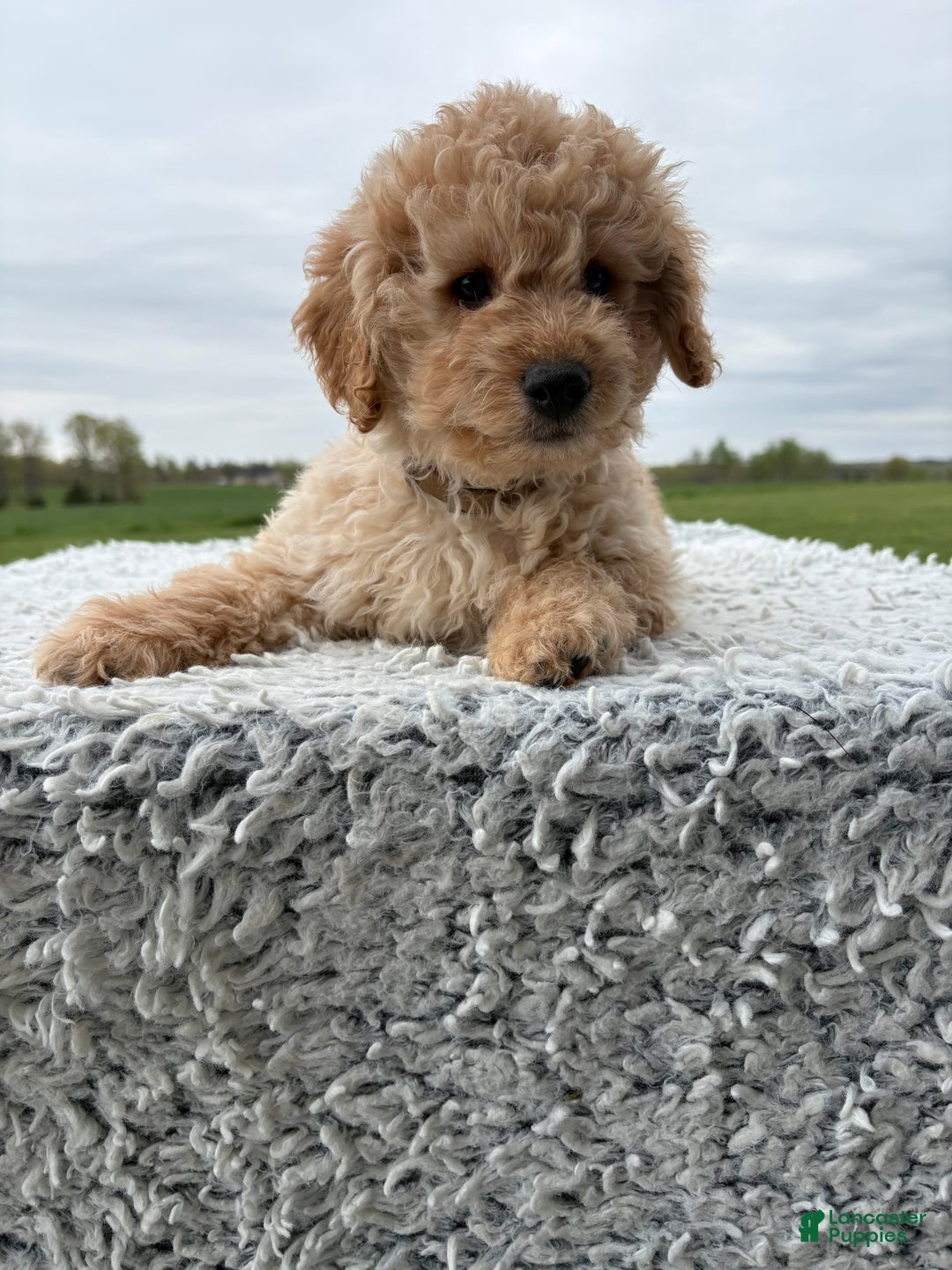 Mini Goldendoodle dogs for sale: Angie - Image 19