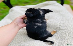 Chihuahua dogs for sale: Benny - Image 5