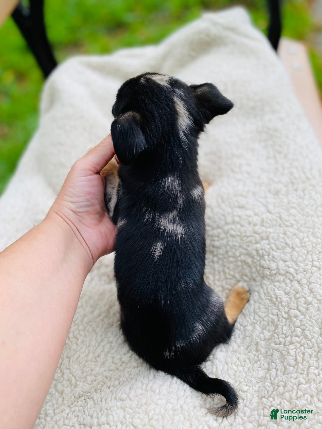 Chihuahua dogs for sale: Benny - Image 5