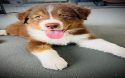 Australian Shepherd dogs for sale: Max - Image 1
