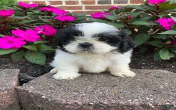 Shih Tzu dogs for sale: Olivia - Image 4