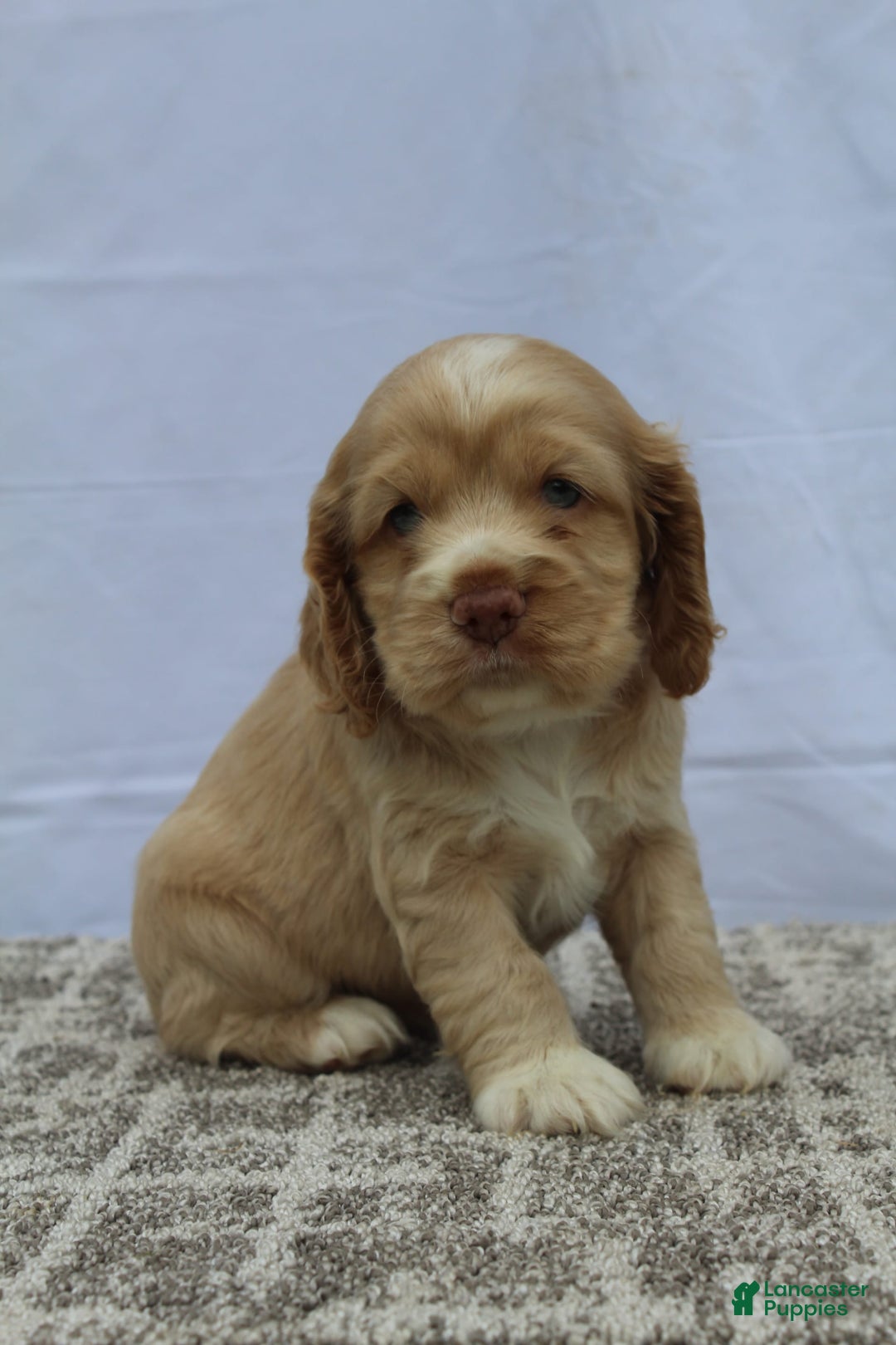 Cocker Spaniel dogs for sale: Sugar - Image 3